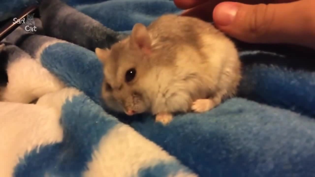 Hamster Kick Starting Coub The Biggest Video Meme