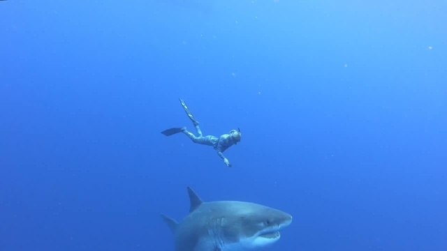 Ocean Ramsey Encounters GIANT 20ft Great White Shark Coub The