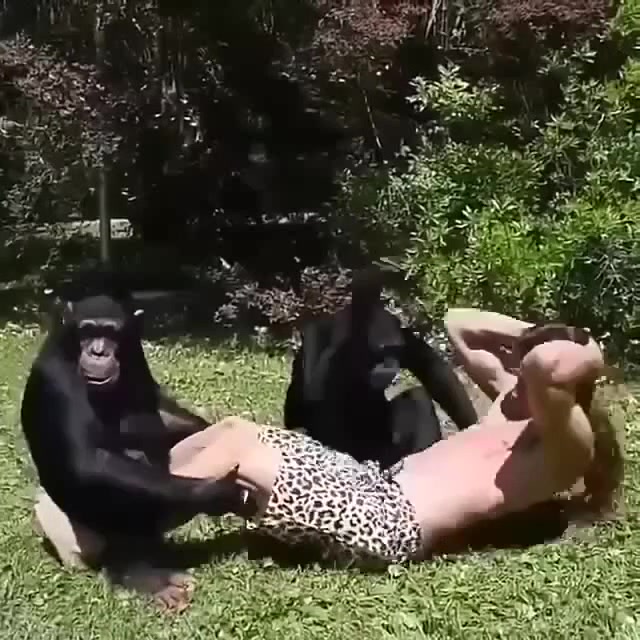 Flying monkey sex style
