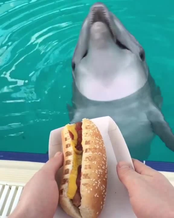 Покормила дельфинов - накорми и киску HD