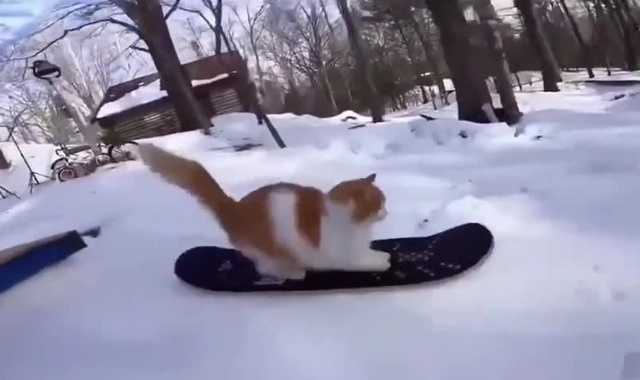 Pro Cat snowboarder - Coub - The Biggest Video Meme Platform