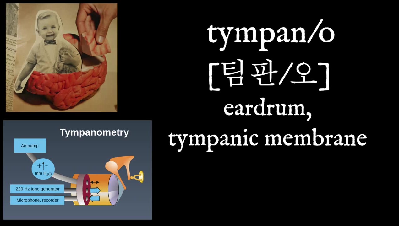 Tympan/o, Steat/o, Staped/o [Medical Terminology Affixes] Coub The