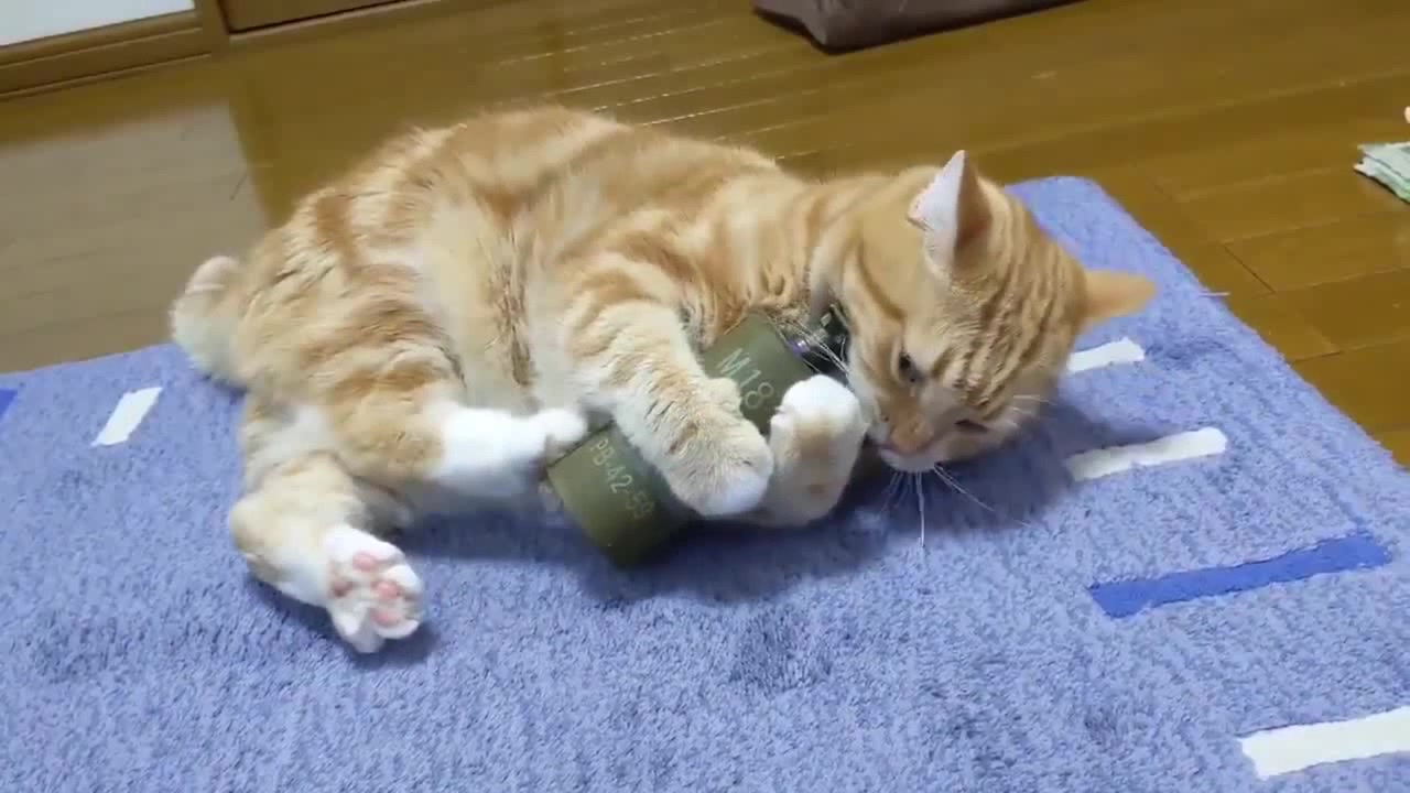 Cat & Grenade Coub The Biggest Video Meme Platform