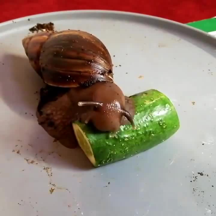 snail eating a cucumber Coub The Biggest Video Meme Platform