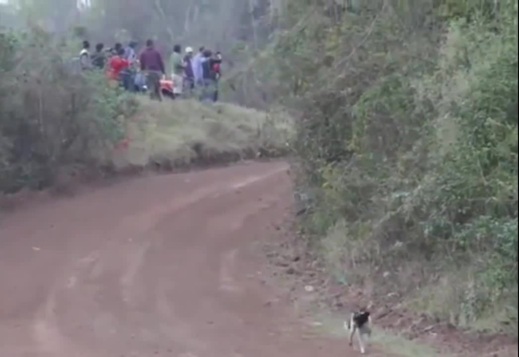 Rally Car jumps over stray dog during rally Luckiest dog in the world