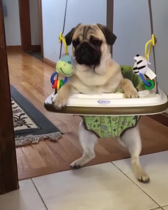 Pug bounces around in baby's bouncer Coub The Biggest Video Meme