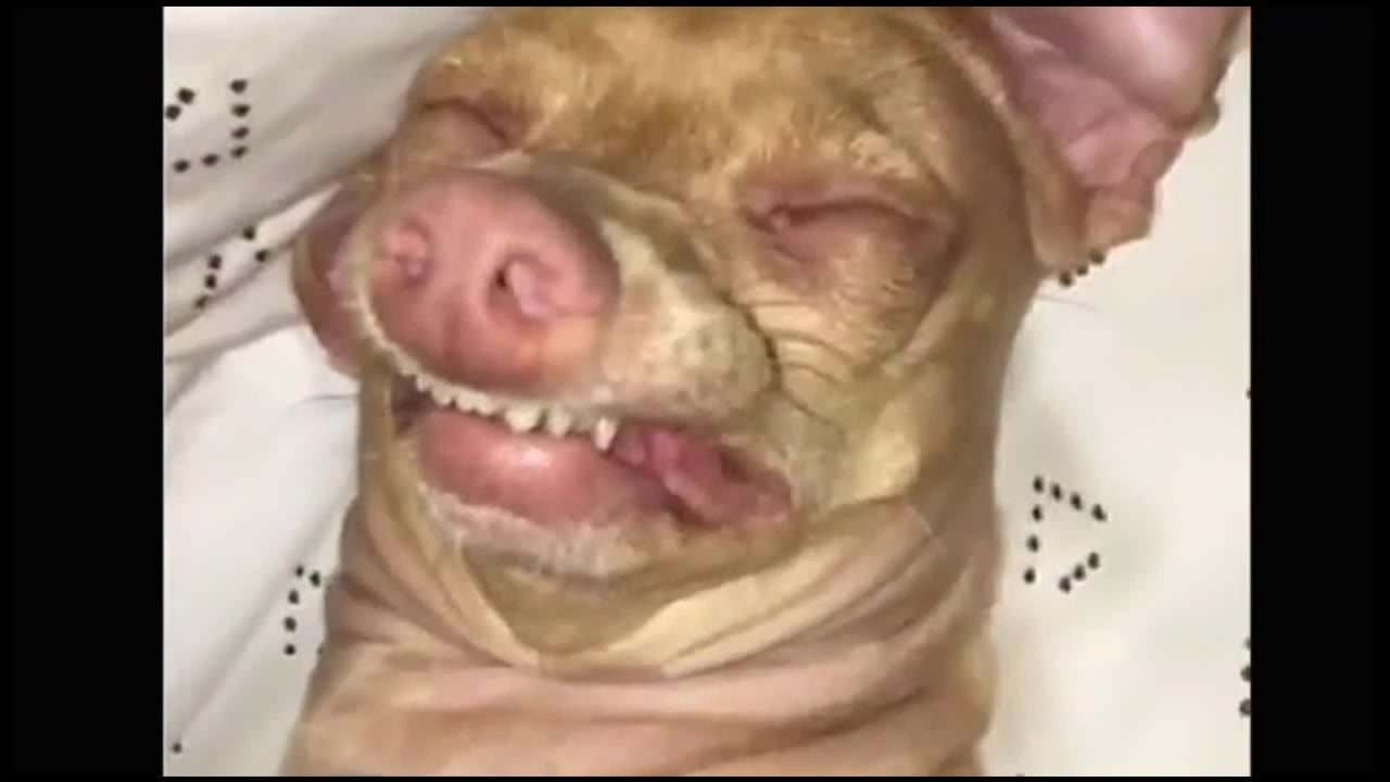 SLEEPING IN Coub The Biggest Video Meme Platform