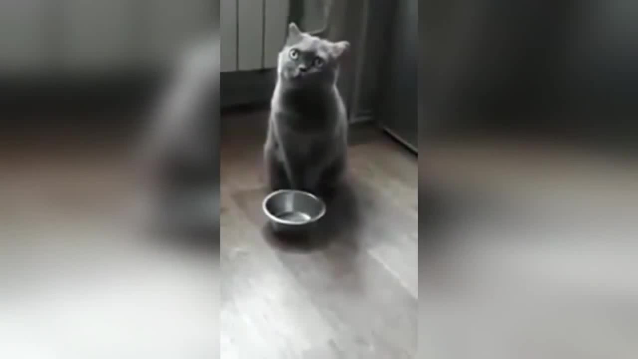Кот стучит миской. Кот просит еду стучит миской. Рассыпанный корм на полу. Пищат стучат