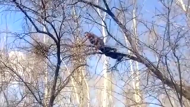 Сережа, не надо! - Coub - The Biggest Video Meme Platform