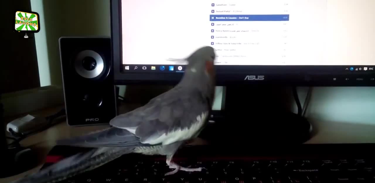 Dubstep parrot - Coub - The Biggest Video Meme Platform