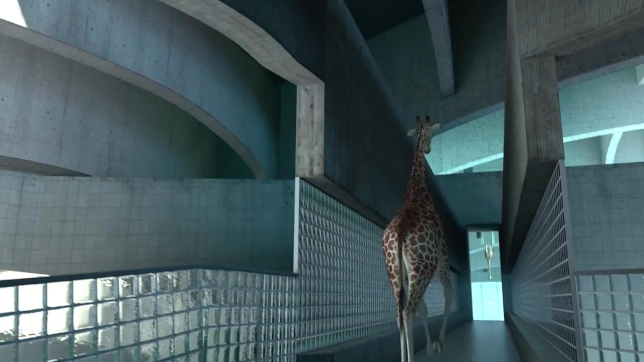 diving giraffes Coub The Biggest Video Meme Platform