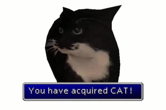 You have acquired CAT! - Coub - The Biggest Video Meme Platform