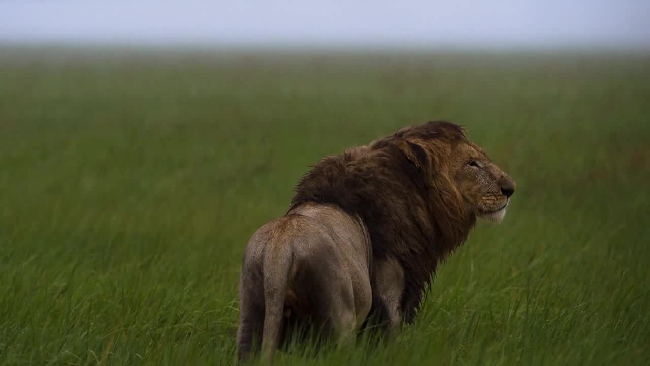 Lioness in the rain фото