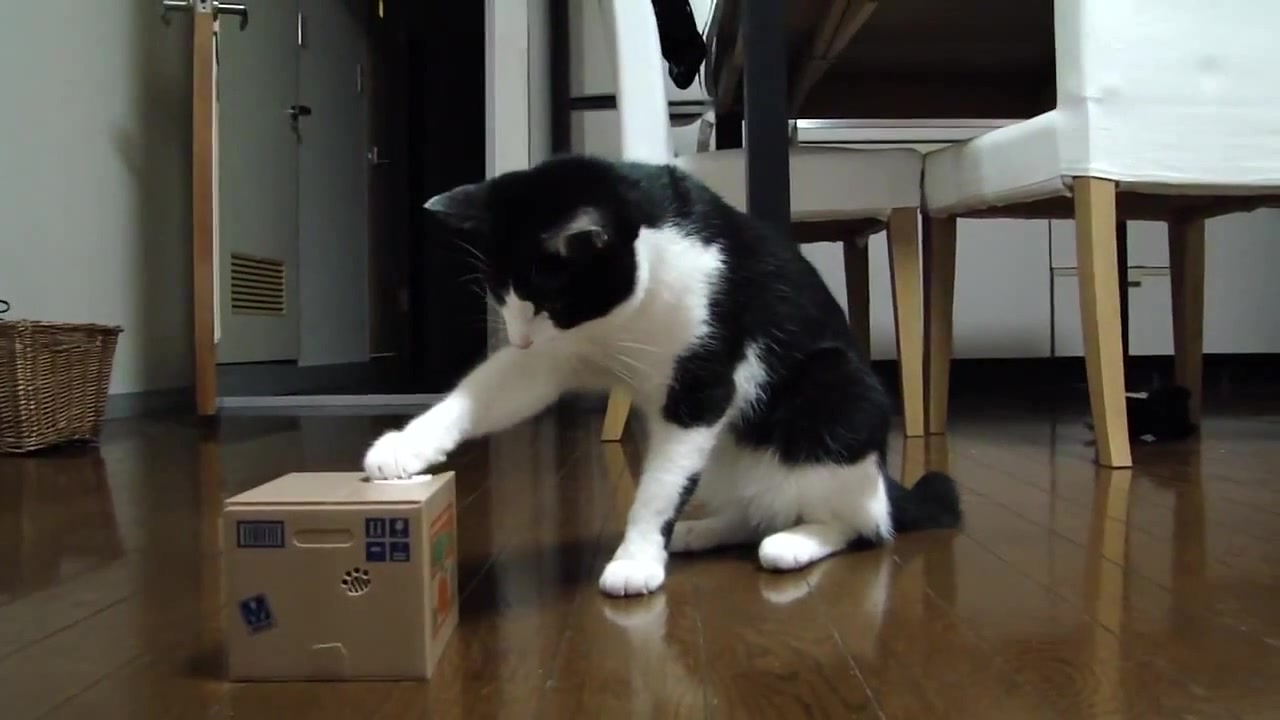 Cat VS Useless Box Coub The Biggest Video Meme Platform