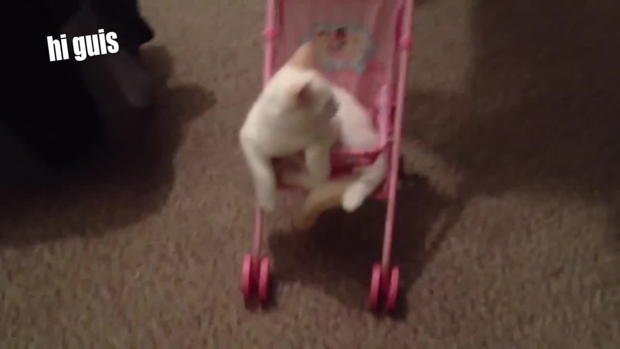 funny cat in a stroller Coub The Biggest Video Meme Platform