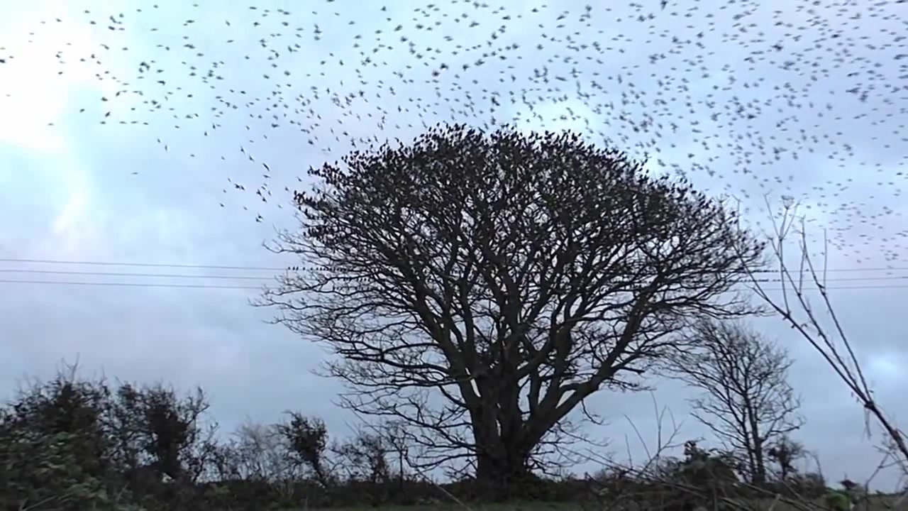 Starling Murmuration : The Exploding Tree - Birds Flying Filmed in Slow ...