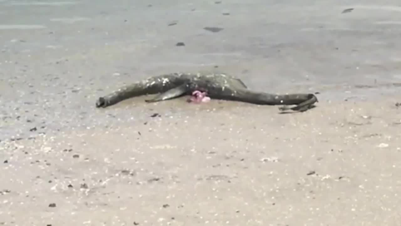 Did A Plesiosaur Wash Up On A Beach In South Georgia? - Coub - The ...