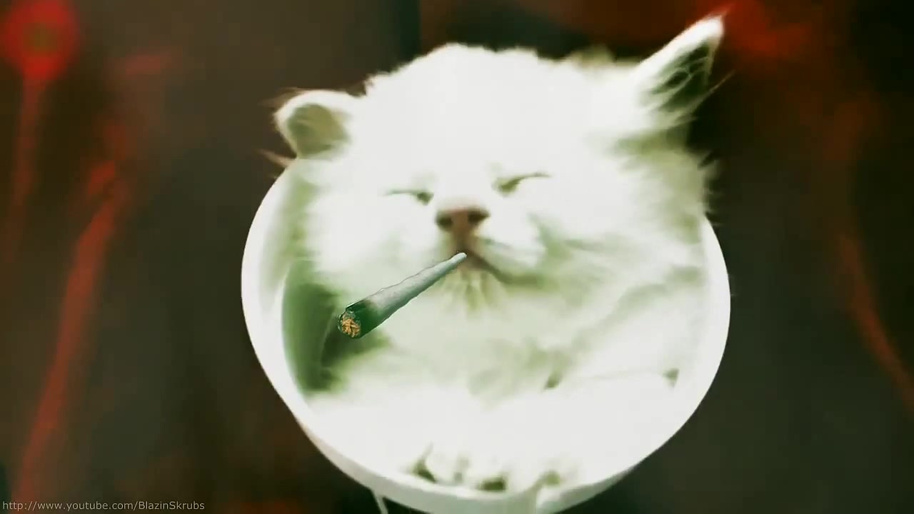 Cats smoking weed - Coub - The Biggest Video Meme Platform