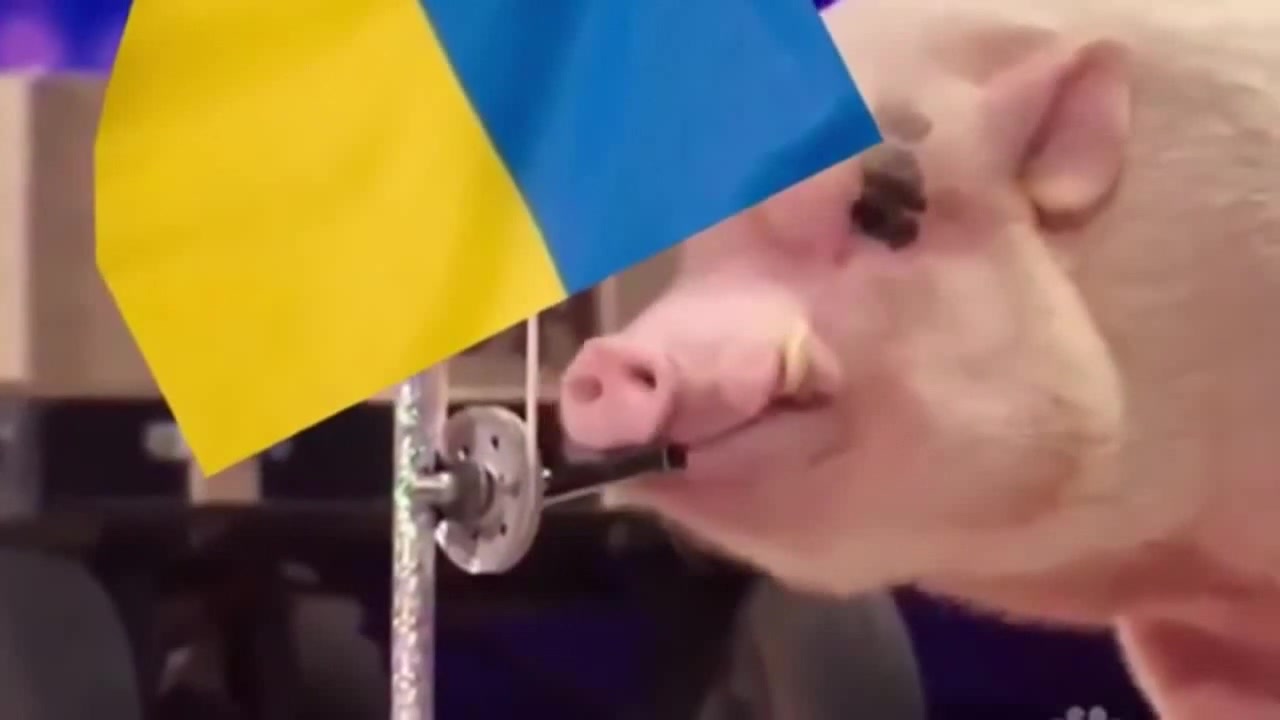 Свинья поднимает флаг Украины - Coub - The Biggest Video Meme Platform
