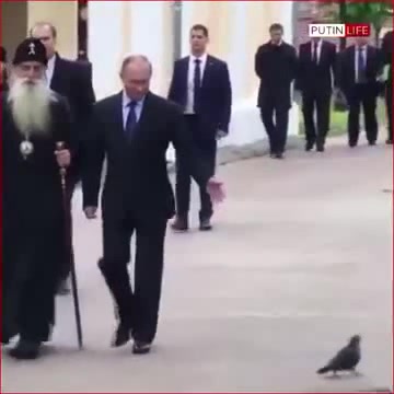 Голубь отдал честь путину фотошоп или нет