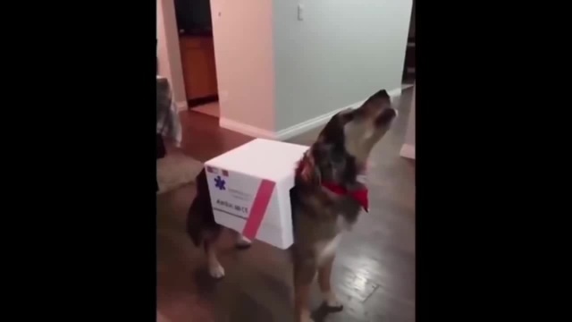 ambulance dog - Coub - The Biggest Video Meme Platform