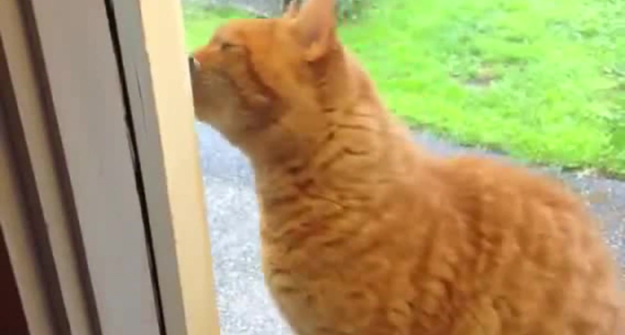 Cat Rings Doorbell Coub The Biggest Video Meme Platform