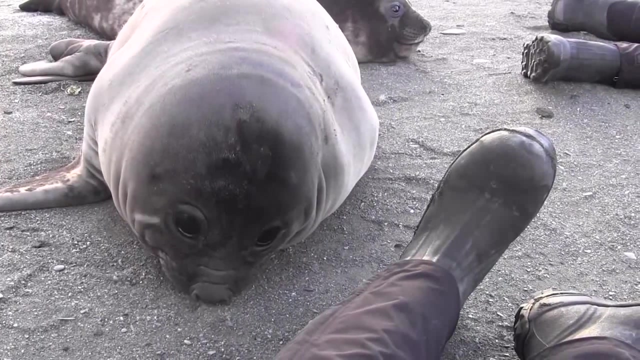 Elephant Seal Pup's Sneezing Coub The Biggest Video Meme Platform