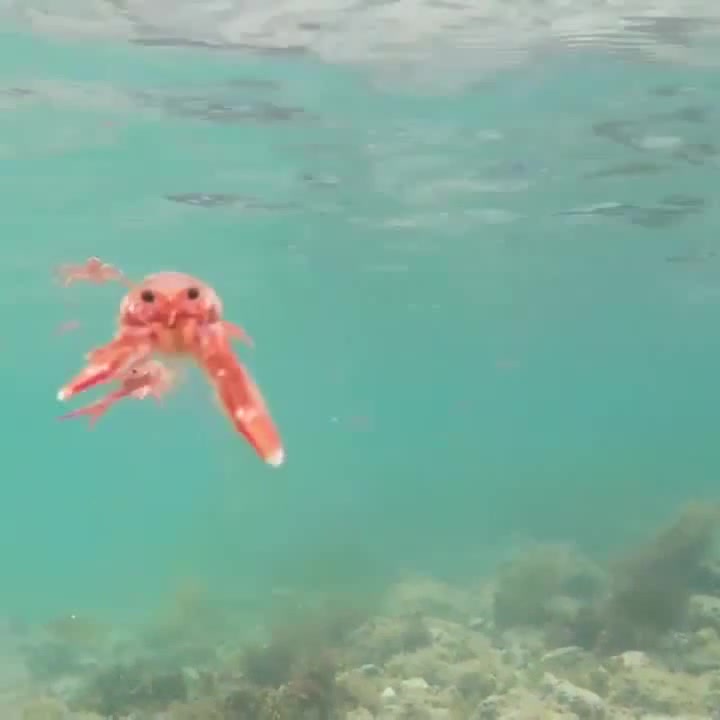 Tuna Crabs Cant Touch Coub The Biggest Video Meme Platform