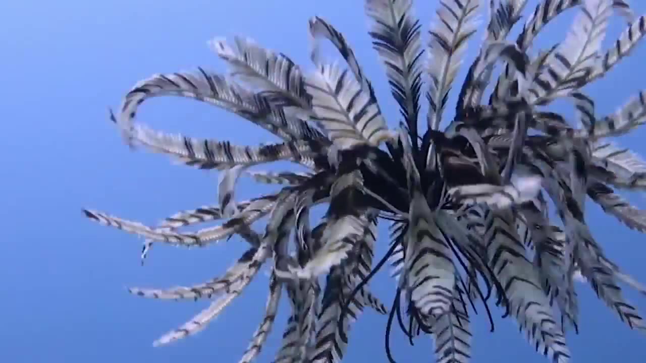 Feather - Coub - The Biggest Video Meme Platform