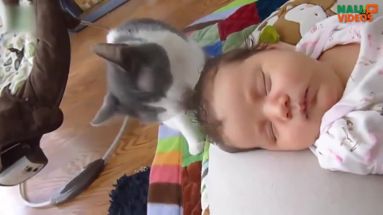 LoL! A Lot of Cat Babysitters!!! ♥ Coub The Biggest Video Meme Platform