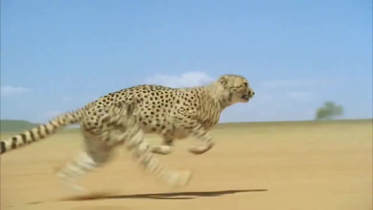 Гепард бежит со скоростью 120 км в час - Coub - The Biggest Video Meme ...
