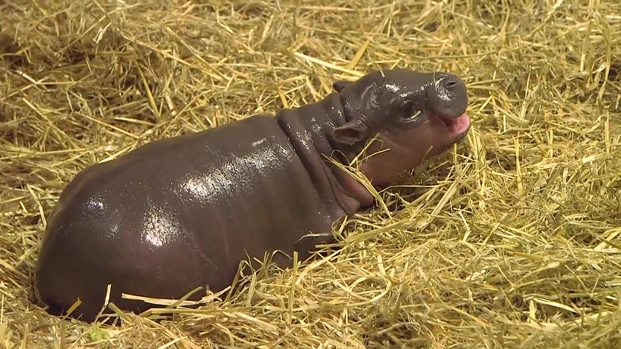 baby pygmy hippo - Coub - The Biggest Video Meme Platform