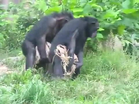 Спаривание обезьян видео крупный план