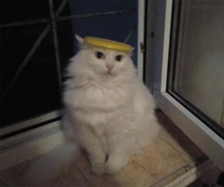 каждую ночь ты сидишь у окна - Coub - The Biggest Video Meme Platform