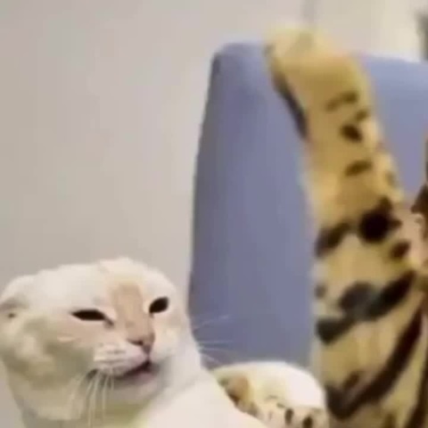 DISCOMBOBULATE - Coub - The Biggest Video Meme Platform