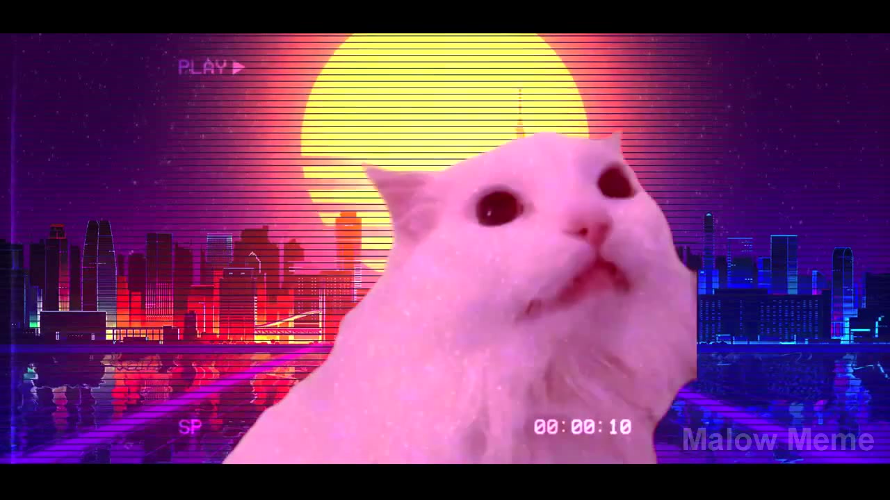 Blinding Lights Cat Cover Coub The Biggest Video Meme Platform