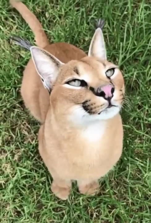 Beautiful Cat Coub The Biggest Video Meme Platform