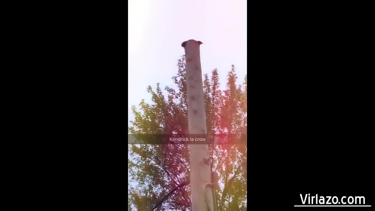 Sounds Like Music Compilation Coub The Biggest Video Meme Platform