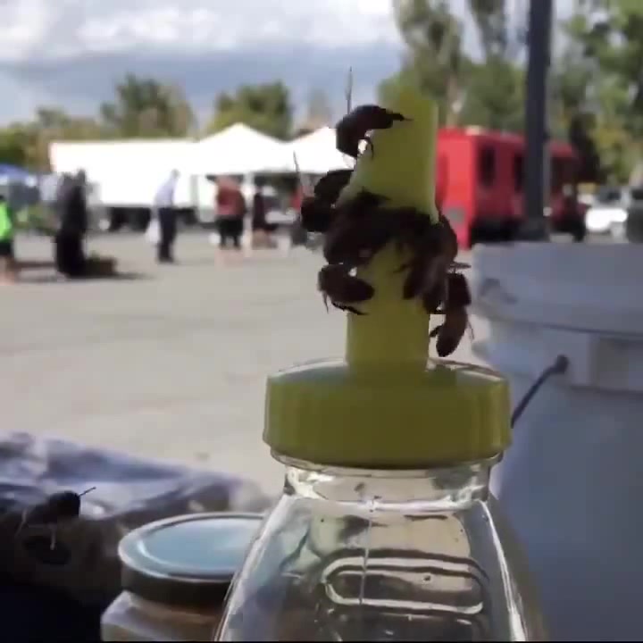 Bees working together to remove the cap from a honey bottle https//t