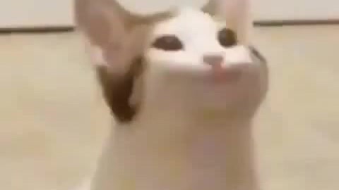 Blop-cat - Coub - The Biggest Video Meme Platform