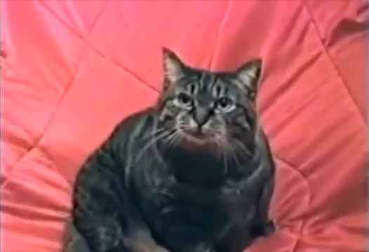 Вьетнамские флешбеки у кота - Coub - The Biggest Video Meme Platform