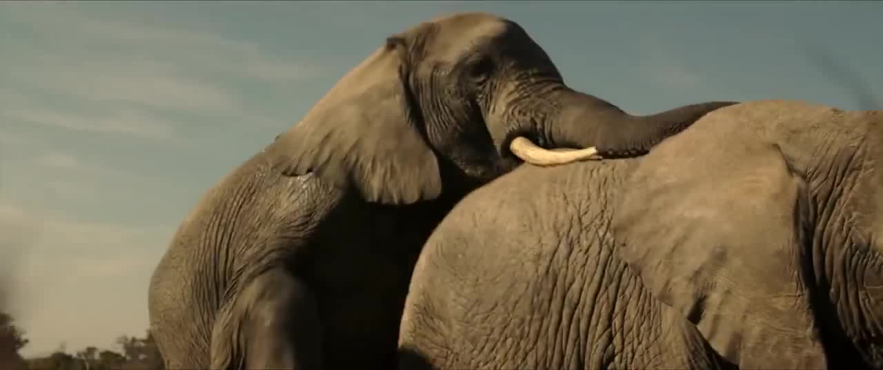 The Secret Life of Elephants Coub The Biggest Video Meme Platform