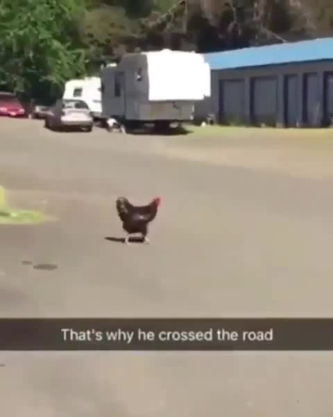Why the chicken crossed the road - Coub - The Biggest Video Meme Platform