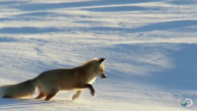 #thesecret_mirror Fox Dives Headfirst Into Snow - Coub - The Biggest ...