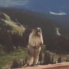 Кричащий суслик - Coub - The Biggest Video Meme Platform
