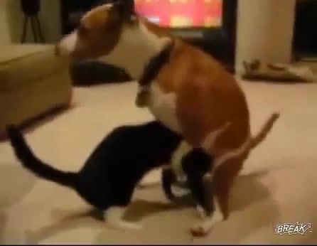 Cat Gives Dog a Blowjob | funny - Coub - The Biggest Video Meme Platform