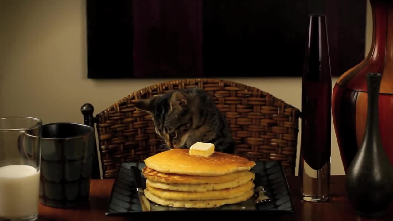 CAT EATING PANCAKES Coub The Biggest Video Meme Platform