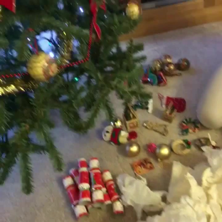 Watch fav Christmas movie while put up tree! If someone made a beauty