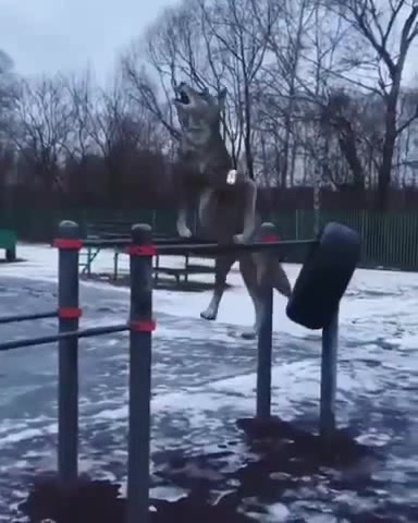 АУФФ☝️☝️ЛЮТЫЕ ВОЛКИ КАЧАЮТСЯ ПОД МОТИВИРУЮЩУЮ МУЗЫКУ - Coub - The Biggest  Video Meme Platform