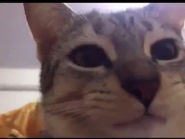 Кот жуёт, распространите - Coub - The Biggest Video Meme Platform